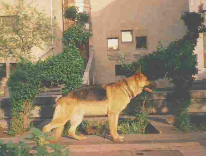 Otto