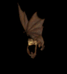 bat10.gif (11819 bytes)