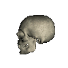 skulprof.gif (23119 bytes)