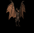 vampyr.gif (42451 bytes)
