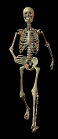 walking skeleton.gif (35794 bytes)